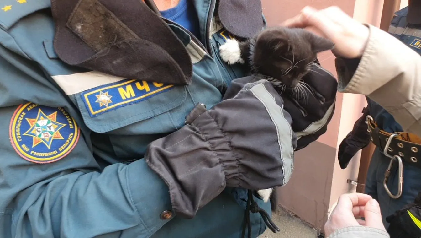 В Гомеле котенок застрял в оконной раме. Ему помогли спасатели